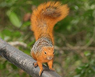 Rotschwanzhörnchen, Paraxerus palliatus, Red Bush Squirrel